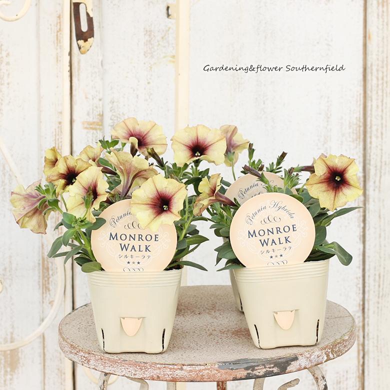 花苗 ペチュニア モンローウォーク シルキーラテ 3 5号ポット おしゃれ 多年草 よく咲く アンティーク Na 379 サザンフィールド Gardeningshop 通販 Yahoo ショッピング