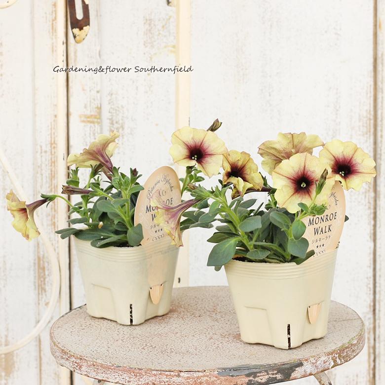 花苗 ペチュニア モンローウォーク シルキーラテ 3 5号ポット おしゃれ 多年草 よく咲く アンティーク Na 379 サザンフィールド Gardeningshop 通販 Yahoo ショッピング