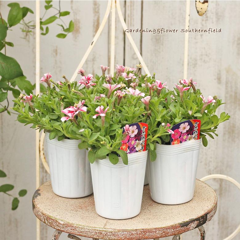 花苗 ペチュニア 金平糖シリーズ イチゴミルク 3号ロングポット Na 3 サザンフィールド Gardeningshop 通販 Yahoo ショッピング