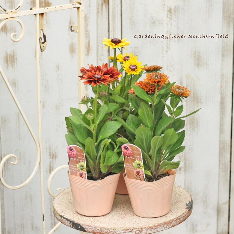 花苗 ルドベキア キャラメルミックス 八重咲き 3 5号ポット 花壇 鉢植え 寄せ植え 夏の花 多年草 丈夫育てやすい Na 444 サザンフィールド Gardeningshop 通販 Yahoo ショッピング