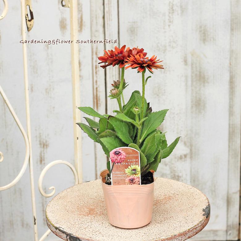 花苗 ルドベキア キャラメルミックス 八重咲き 3 5号ポット 花壇 鉢植え 寄せ植え 夏の花 多年草 丈夫育てやすい Na 444 サザンフィールド Gardeningshop 通販 Yahoo ショッピング