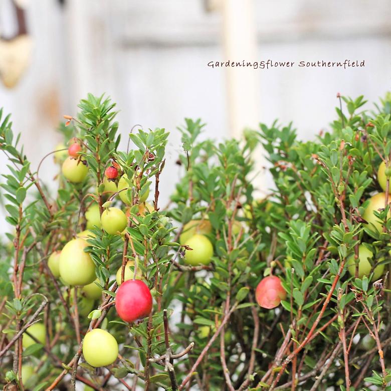 花果樹苗 クランベリー 大実ツルコケモモ 3 5号ポット 花壇 鉢植え 寄せ植え 夏の花 多年草 ガーデニング Na 445 サザンフィールド Gardeningshop 通販 Yahoo ショッピング