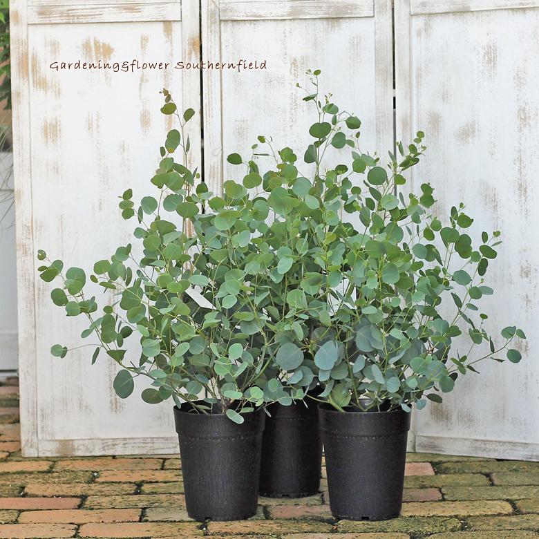 庭木樹木 ユーカリ ポポラス 6号ポット 80cm シンボルツリー 玄関 ベランダ 鉢植え Na 454 サザンフィールド Gardeningshop 通販 Yahoo ショッピング