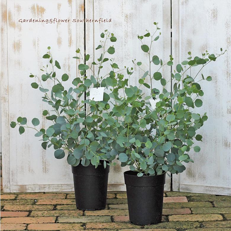 庭木樹木 ユーカリ ポポラス 6号ポット 80cm シンボルツリー 玄関 ベランダ 鉢植え Na 454 サザンフィールド Gardeningshop 通販 Yahoo ショッピング