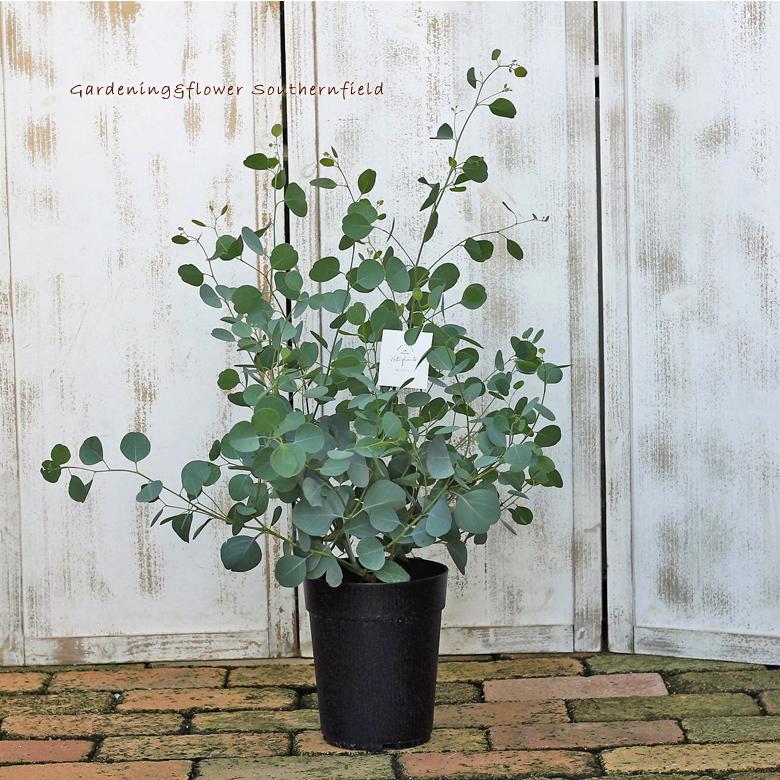 庭木樹木 ユーカリ ポポラス 6号ポット 80cm シンボルツリー 玄関 ベランダ 鉢植え Na 454 サザンフィールド Gardeningshop 通販 Yahoo ショッピング