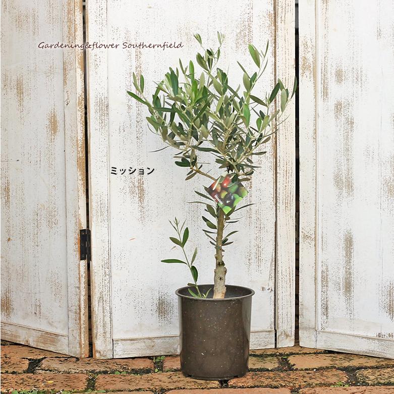庭木樹木 オリーブの木５号ポット シンボルツリー 玄関 ベランダ 鉢植え Na 465a サザンフィールド Gardeningshop 通販 Yahoo ショッピング