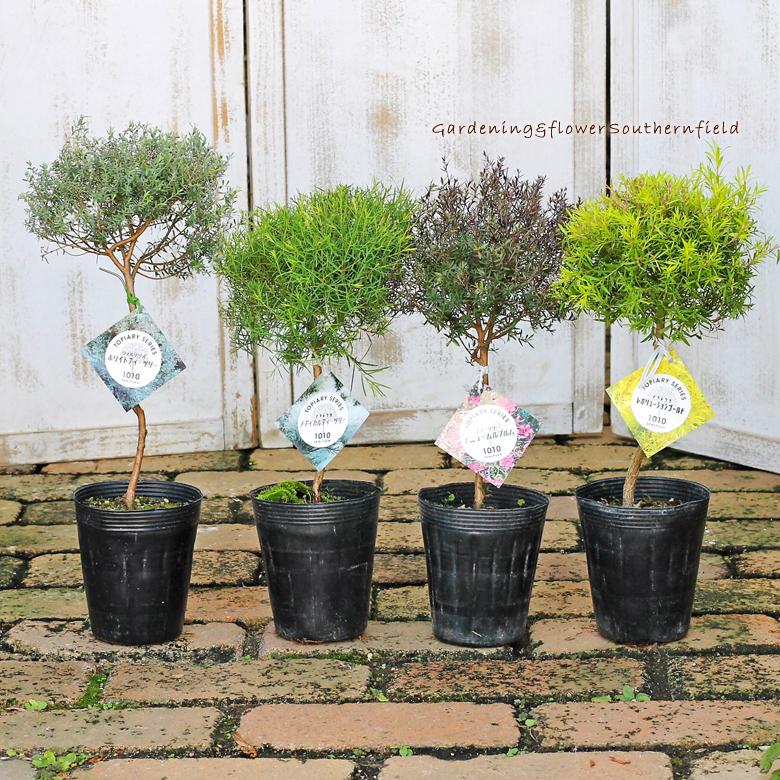 花苗 常緑樹 メラレウカ ティーツリー トピアリー仕立て 4号ポット 花壇 鉢植え 寄せ植え 夏の花 多年草 丈夫育てやすい Na 473 サザンフィールド Gardeningshop 通販 Yahoo ショッピング