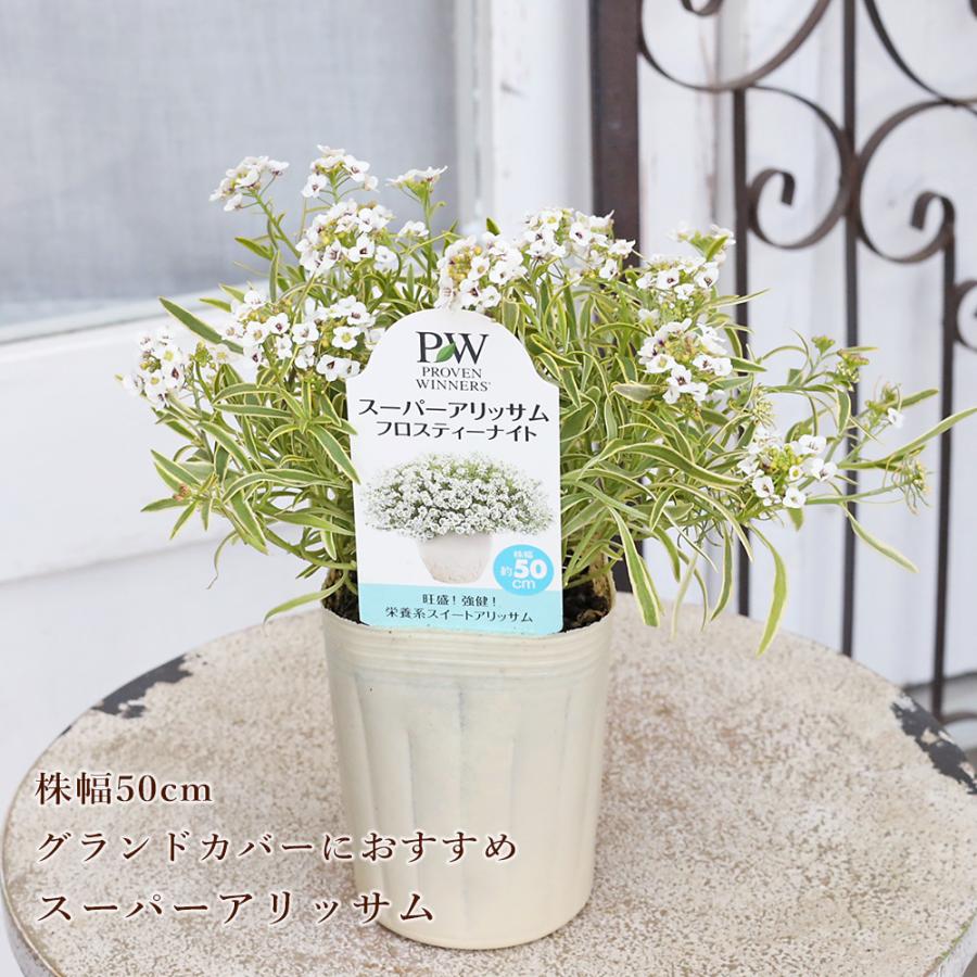値引きセール 花苗 PW 栄養系 スーパーアリッサム フロスティーナイト