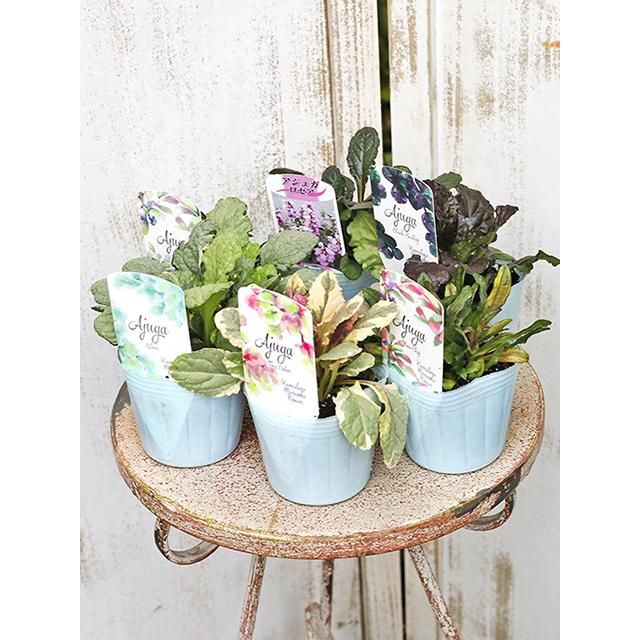 花苗 多年草 アジュガ 3号ポット グランドカバー 育てやすい 強い カラーリーフ Na 480 サザンフィールド Gardeningshop 通販 Yahoo ショッピング