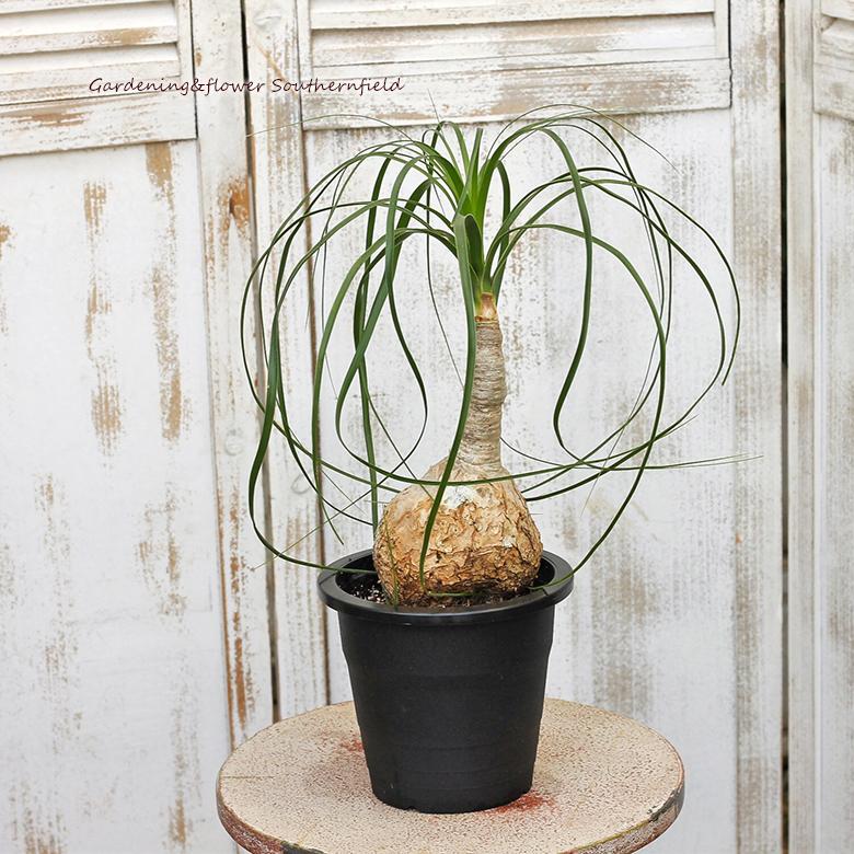 現品販売 観葉植物 トックリラン ノリナ ポニーテール 5号ポット