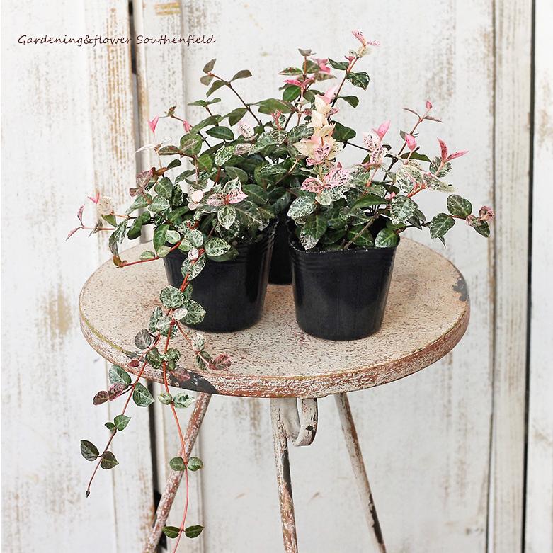 草花苗 ハツユキカズラ 3号ポット つる性 常緑 多年草 鉢植え 寄せ植え Na 527 サザンフィールド Gardeningshop 通販 Yahoo ショッピング