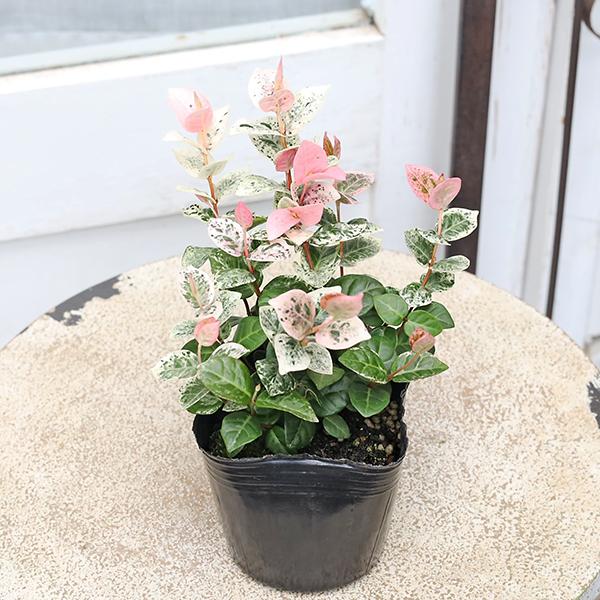 ソテツ　斑入り　白斑系　カキコ１株　葉3枚つき❗　① 草花苗 ハツユキカズラ 斑入り 3号 初雪かずら テイカカズラ 多年草