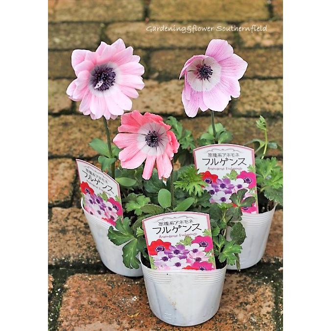 花苗 原種系アネモネ フルゲンス 開花株3 5号ポット Na 52 サザンフィールド Gardeningshop 通販 Yahoo ショッピング