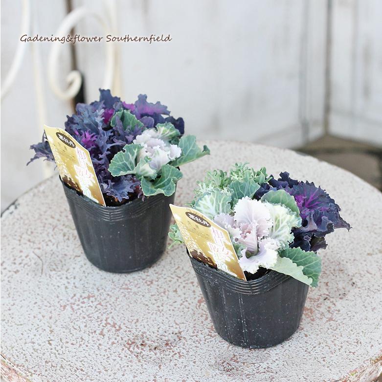 花苗 葉牡丹 ミニハボタン 根日女の散歩 2 5号ポット バラ咲き 花壇 寄せ植え Na 532 サザンフィールド Gardeningshop 通販 Yahoo ショッピング