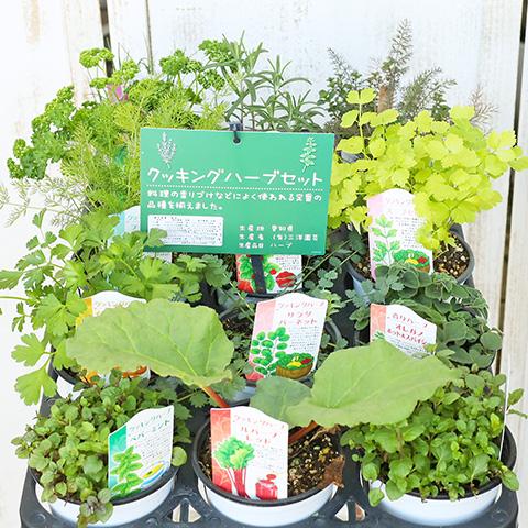 ハーブ苗 選べる ハーブ 3.5号ポット オレガノ バジル タイム ハーブ苗 選べる ハーブ 3.5号ポット オレガノ バジル タイム