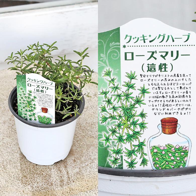 ハーブ苗 クッキング ティー 3.5号 定番 キッチンハーブ オレガノ