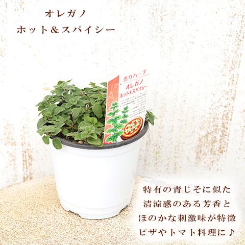 福岡のハーブ 苗 自然な状態 砂 福岡のハーブ 苗 自然な状態 砂 最大80％OFF - 『在庫ロス売買マーケット』