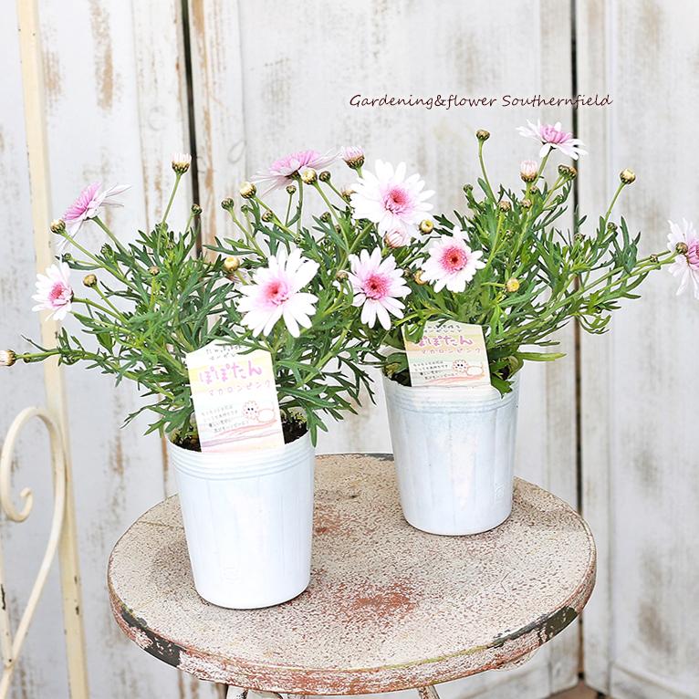 花苗 マーガレット ぽぽたん マカロンピンク 3号ロングポット 多年草 四季咲き 丈夫 Na 639 サザンフィールド Gardeningshop 通販 Yahoo ショッピング