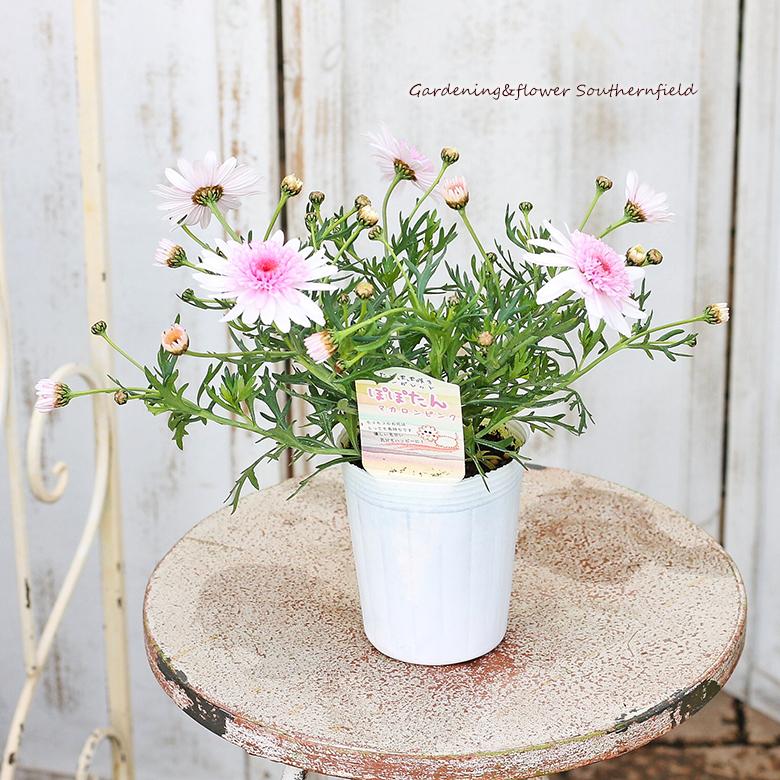 花苗 マーガレット ぽぽたん マカロンピンク 3号ロングポット 多年草 四季咲き 丈夫 Na 639 サザンフィールド Gardeningshop 通販 Yahoo ショッピング