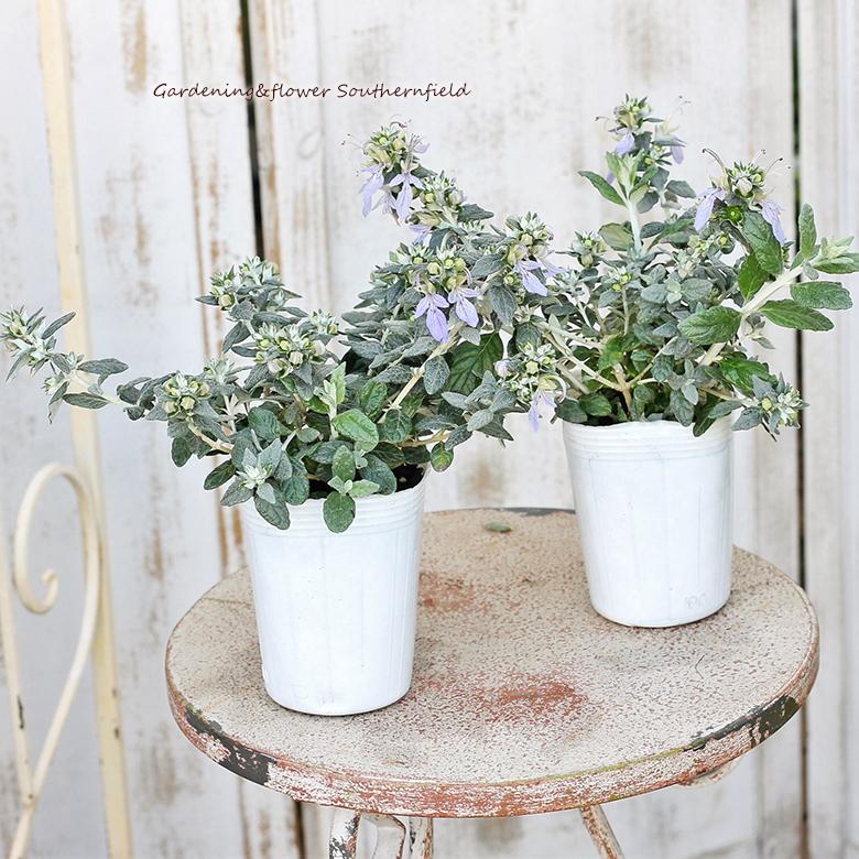 常緑低木 ツリージャーマンダー アイスキューブ 3号 シルバーリーフ 強く丈夫 ブルーの花 Na 642 サザンフィールド Gardeningshop 通販 Yahoo ショッピング