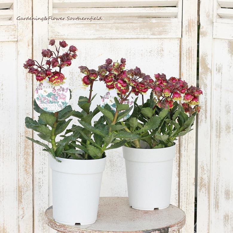 鉢花 カランコエ ドリーq2 4号 おしゃれ 室内 よく咲く Na 656 サザンフィールド Gardeningshop 通販 Yahoo ショッピング