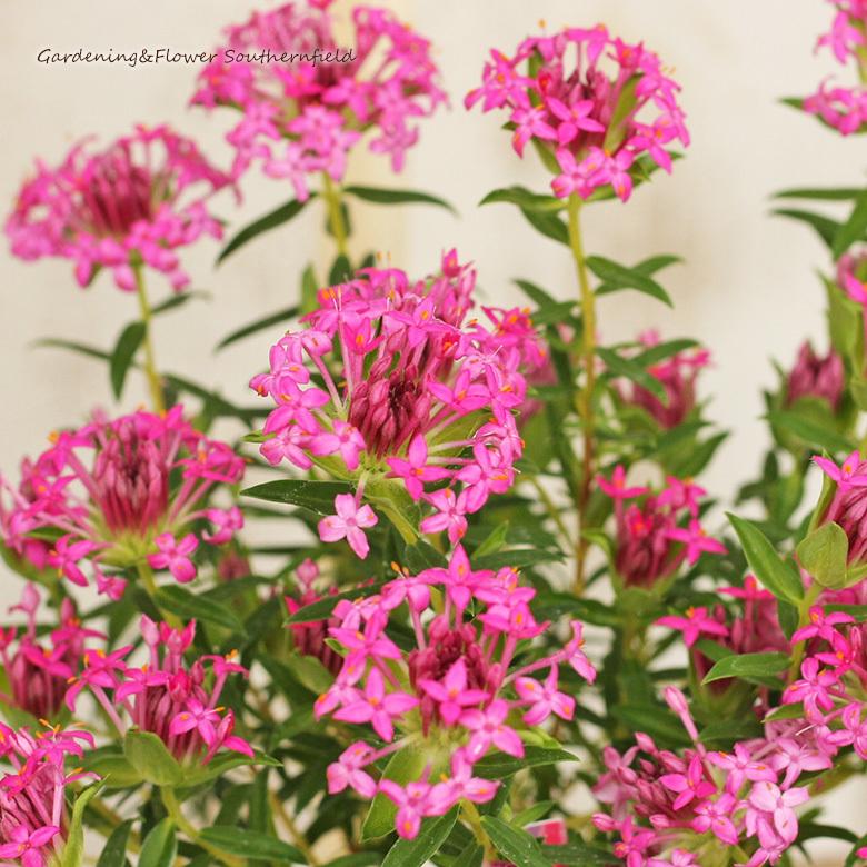 常緑花木 ピメレア ロゼア 3号ポット オージープランツ 四季咲き ピンクの花 注目ショップ