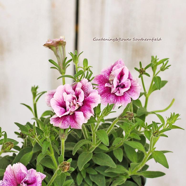 種類豊富な品揃え 花苗 ペチュニア イチゴラテ 八重咲き 3 5号ポット 多年草 ピンクの花 よく咲く Wantannas Go Id