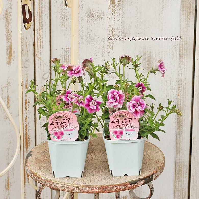 花苗 ペチュニア イチゴラテ 八重咲き 3 5号ポット 多年草 ピンクの花 よく咲く Na 661 サザンフィールド Gardeningshop 通販 Yahoo ショッピング