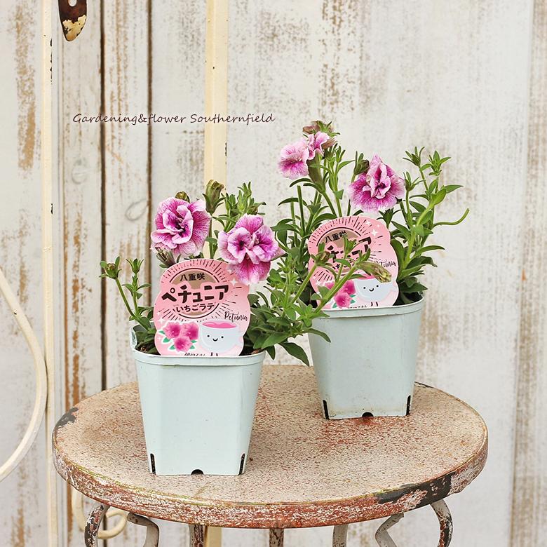 花苗 ペチュニア イチゴラテ 八重咲き 3 5号ポット 多年草 ピンクの花 よく咲く Na 661 サザンフィールド Gardeningshop 通販 Yahoo ショッピング