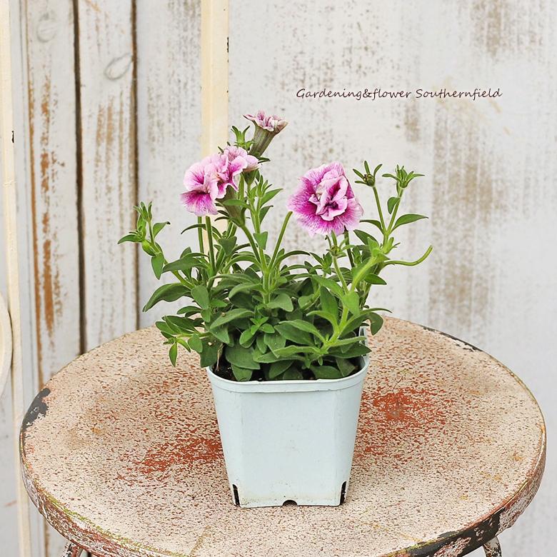 花苗 ペチュニア イチゴラテ 八重咲き 3 5号ポット 多年草 ピンクの花 よく咲く Na 661 サザンフィールド Gardeningshop 通販 Yahoo ショッピング