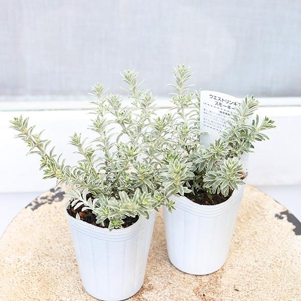 草花苗 ウエストリンギア スモーキー 2 5号ポット 常緑低木 カラーリーフ 庭木 シルバーリーフ 特価商品