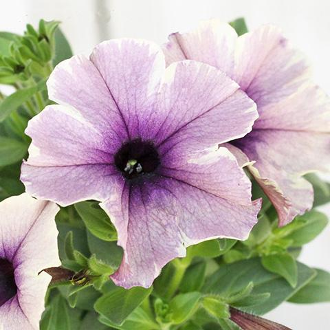 花苗 ペチュニア モンローウォーク ペールモーブシルバー 3 5号ポット 一重 多年草 アンティーク Na 707 サザンフィールド Gardeningshop 通販 Yahoo ショッピング