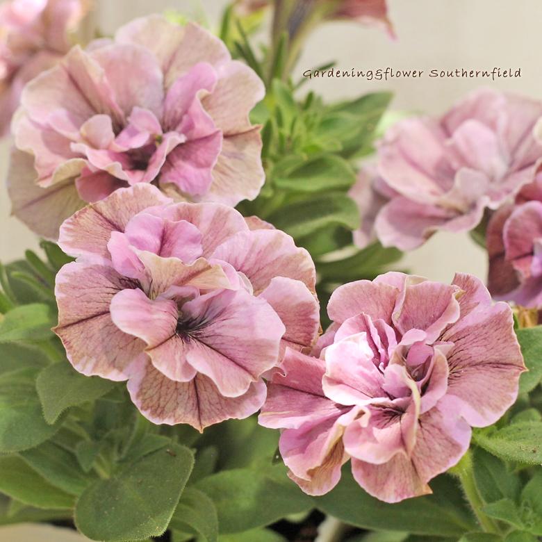 198円 21正規激安 花苗 ペチュニア ジュリエット モダンピンク 3 5号ポット 八重咲き 多年草 おしゃれ