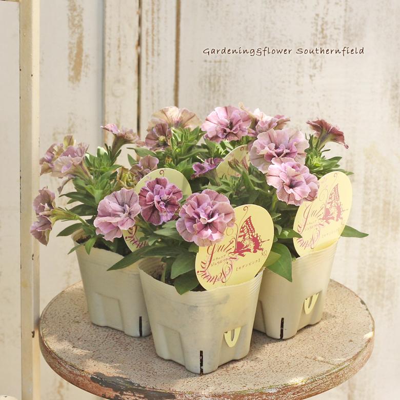 198円 21正規激安 花苗 ペチュニア ジュリエット モダンピンク 3 5号ポット 八重咲き 多年草 おしゃれ