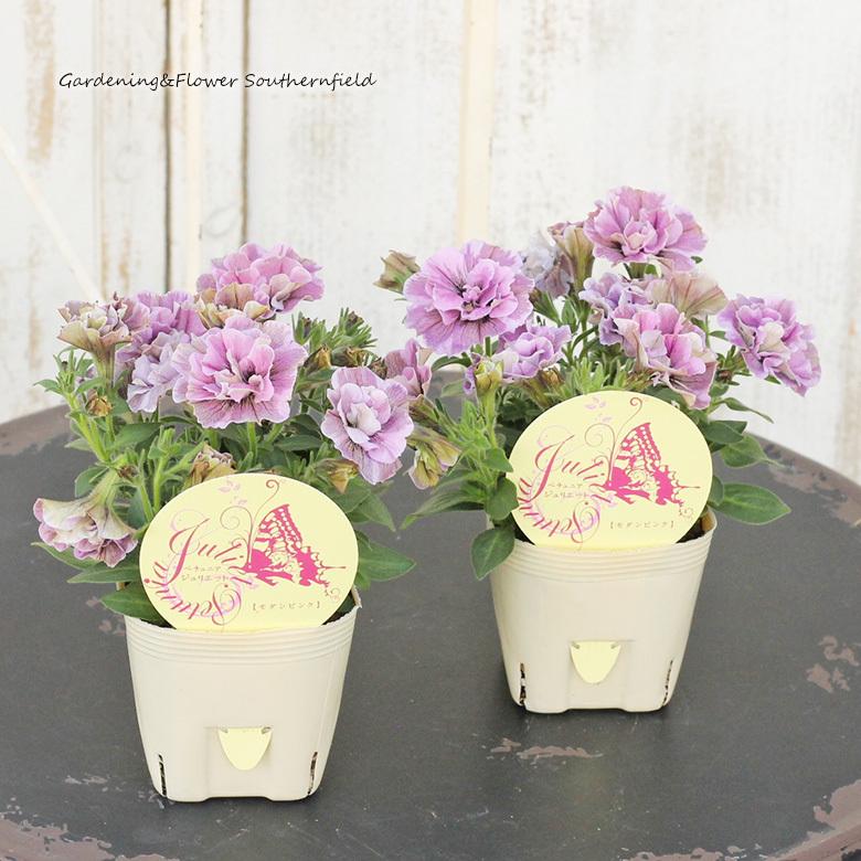 198円 21正規激安 花苗 ペチュニア ジュリエット モダンピンク 3 5号ポット 八重咲き 多年草 おしゃれ