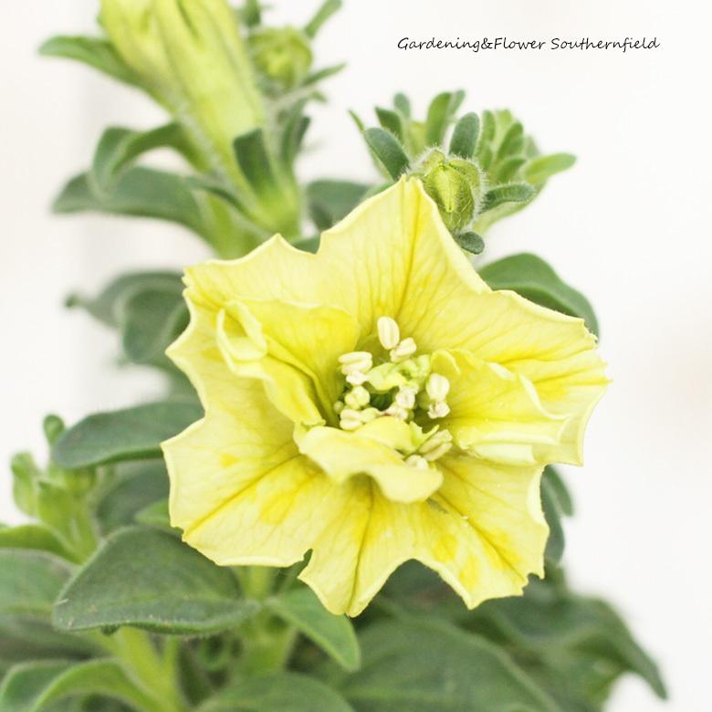 新品 花苗 ペチュニア レモンラテ 3 5号ポット 八重咲き 多年草 イエロー よく咲く