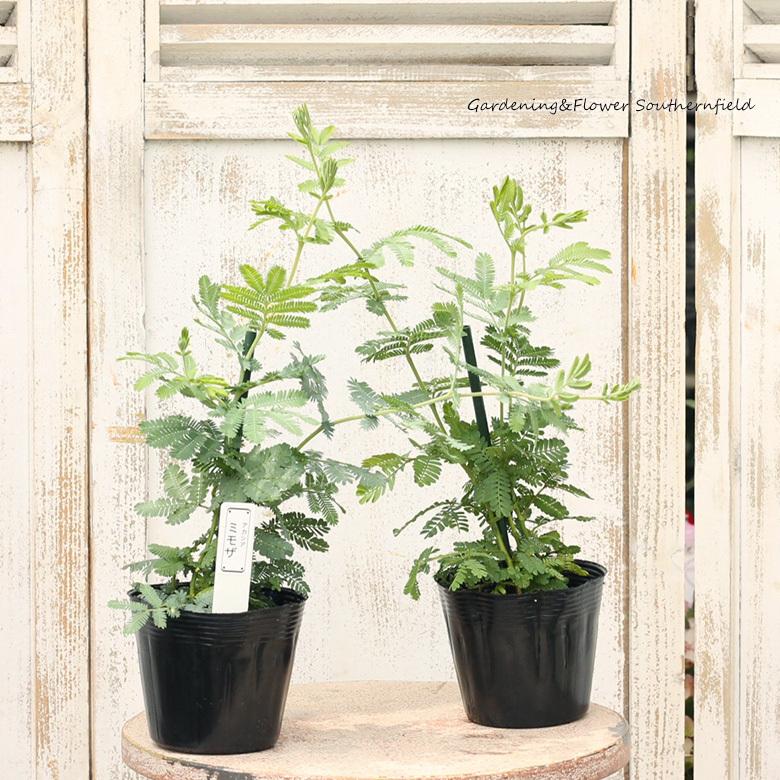 99 以上節約 常緑樹 ミモザ アカシア 三角葉 プルプレア ブリスベンワトル デアネイ 3 5号ポット シンボルツリー Columbiatools Com