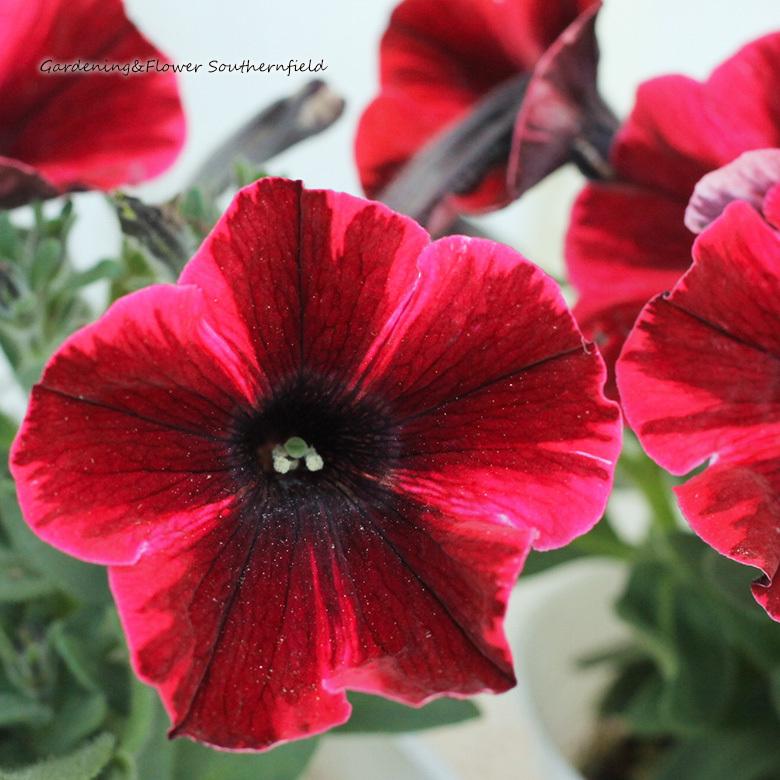 クリスマス特集22 花苗 ペチュニア フィオナ フラッシュ 3 5号ポット 赤色 多年草 よく咲く 秋まで咲く 一重 アンティーク