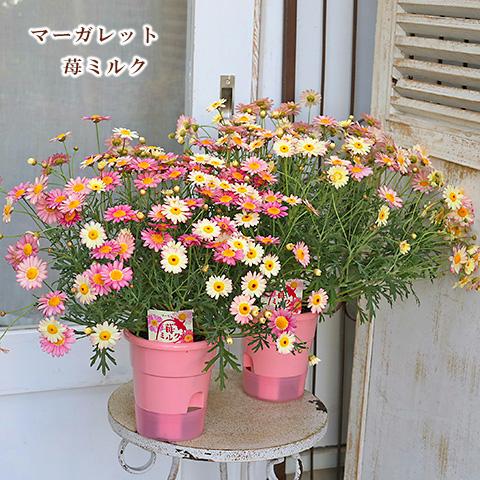 鉢花 マーガレット イチゴミルク 5号 多年草 四季咲き 母の日プレゼント 多色咲き 53 Off