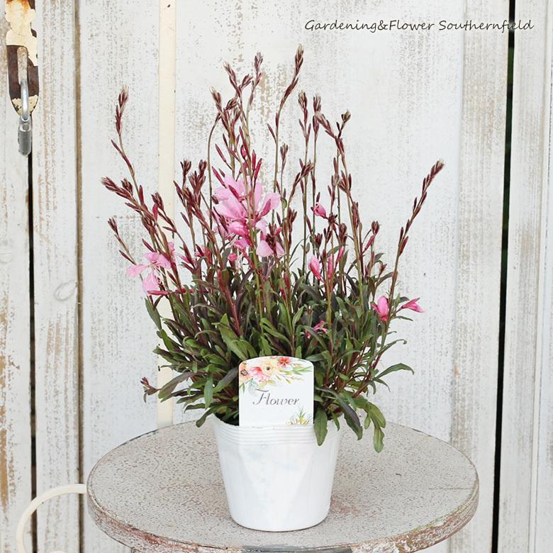 Sale 花苗 白蝶草 ガウラ エメリン 3 5号ポット コンパクト 耐寒性宿根 丈夫 Aynaelda Com