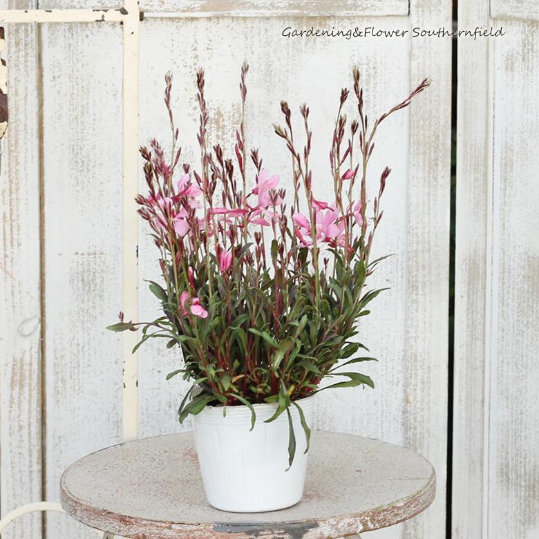 Sale 花苗 白蝶草 ガウラ エメリン 3 5号ポット コンパクト 耐寒性宿根 丈夫 Aynaelda Com