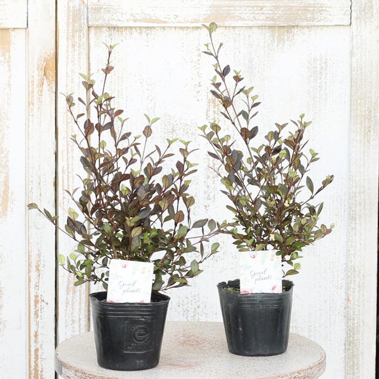 豪奢な 常緑低木 ロフォミルタス ブラックスタリオン 3号ポット 銅葉 カラーリーフ 寄せ植え アンティークブラウン