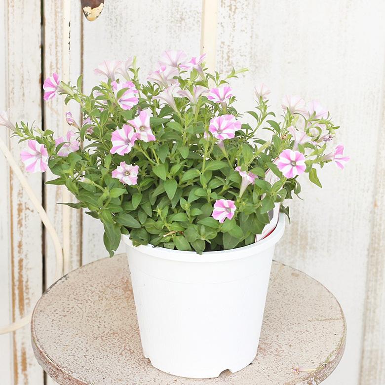 セール商品 花苗 ペチュニア ララ ルビースター 3 5号 ベージュピンク アンティーク 多年草 秋までよく咲く Aynaelda Com