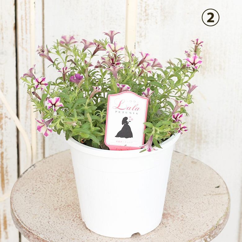 セール商品 花苗 ペチュニア ララ ルビースター 3 5号 ベージュピンク アンティーク 多年草 秋までよく咲く Aynaelda Com