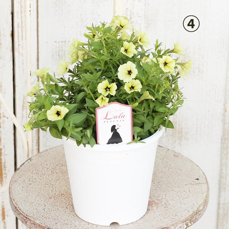 花苗 栄養系 ペチュニア ララシリーズ 5号 小輪 アンティークカラー ボリューム 秋までよく咲く 多年草 Na 0 サザンフィールド Gardeningshop 通販 Yahoo ショッピング