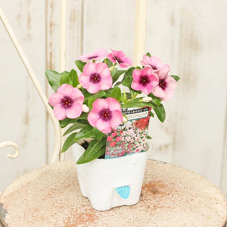 14周年記念イベントが 花苗 ニチニチソウ ビンカ モネ 3 5号ポット 多年草 夏の花 秋までよく咲く アンティークピンク Thisissesame Com