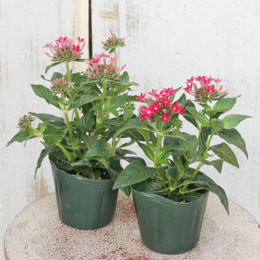 新到着 花苗 ペンタス 夏の花 ピンク 3号ポット 秋まで長く咲く レッド 耐暑性 丈夫 ホワイト 鉢花