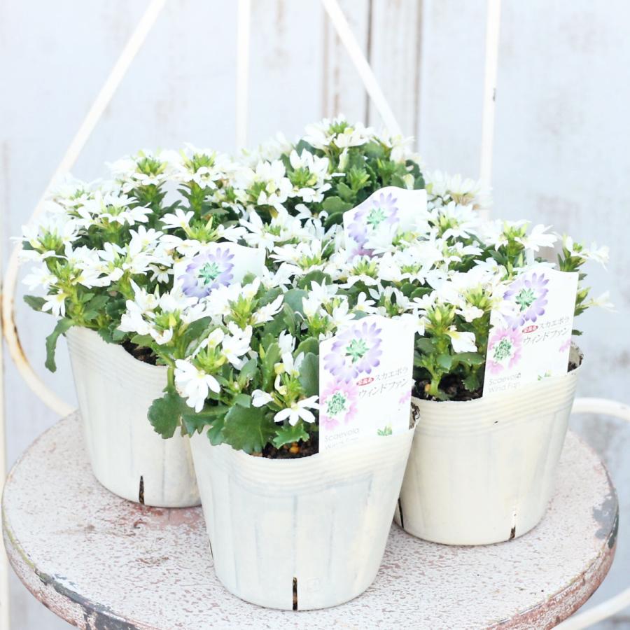 192円 当店一番人気 花苗 栄養系 スカエボラ ウィンドファン ブルー ホワイト 3 5号ポット 多年草 夏の花 秋まで咲く ブルーファンフラワー