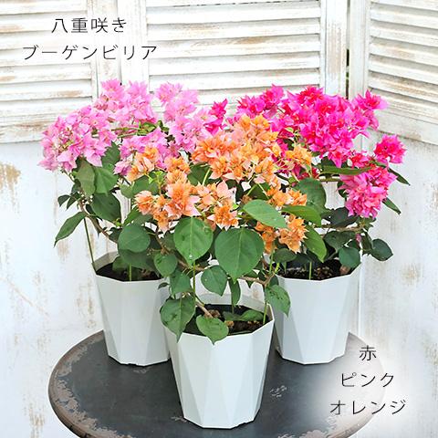 花木 ブーゲンビリア シンガポールホワイト 4 5号 夏の花 よく咲く 毎年咲く かわいい 鉢花 玄関先 Na 856 サザンフィールド Gardeningshop 通販 Yahoo ショッピング