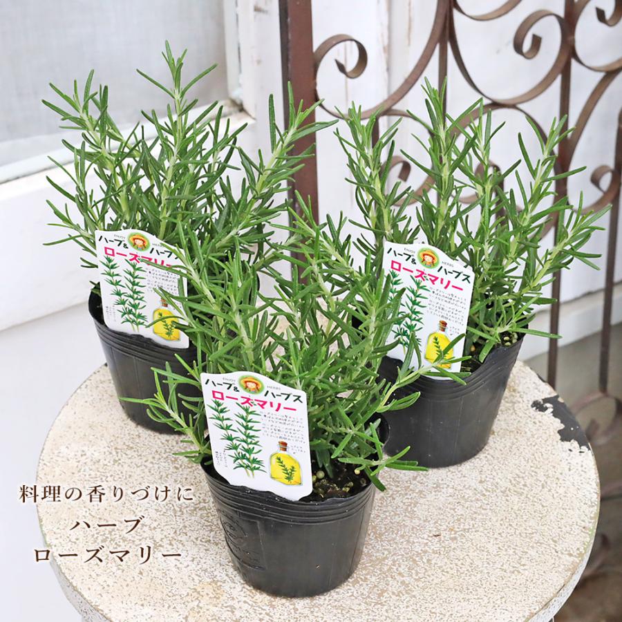 ハーブ苗 ローズマリー 3号 常緑 多年草 立性 庭 香り 料理 丈夫